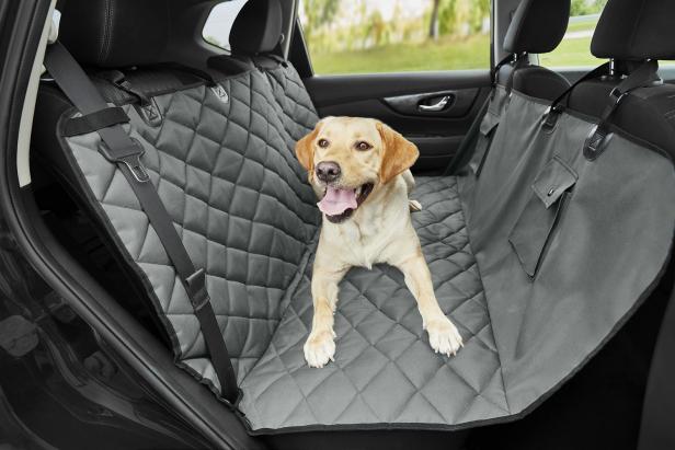 14 Best Pet Accessories for Your Car 2022 | HGTV