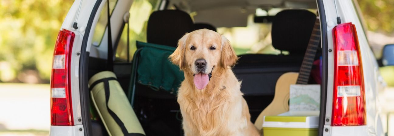 Traveling With Pets: Safety Tips For Driving With Your Furry Friends