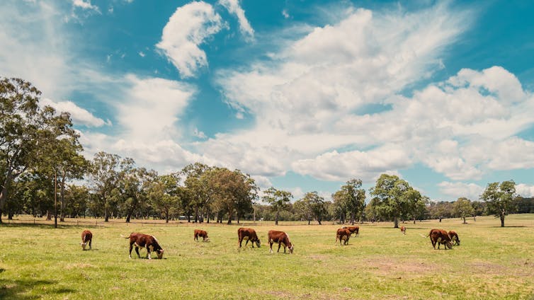 Cows graze in a field under a a blue sky with white clouds.